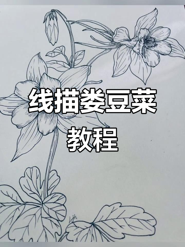 细致线描娄豆菜，步骤详解轻松学会