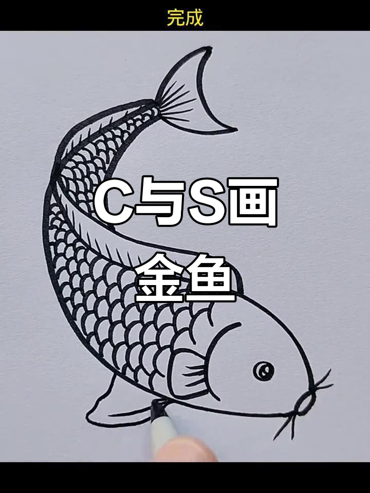 用C和S轻松画金鱼,简单又有趣