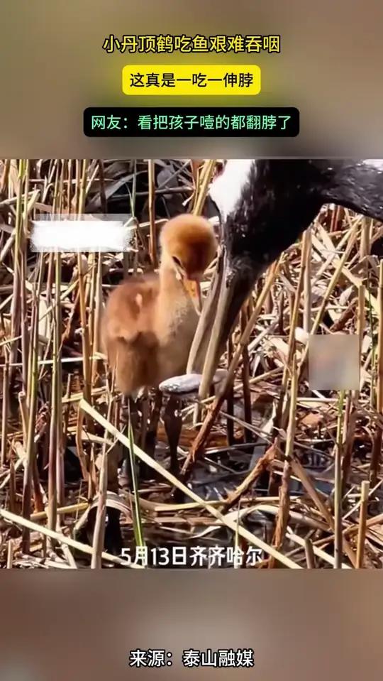 小丹顶鹤吃鱼艰难吞咽 这真是一吃一伸脖 网友:看把孩子噎的都翻脖了