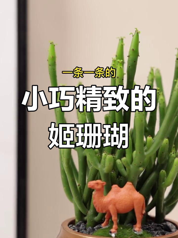 迷你姬珊瑚盆栽,桌面绿植新宠