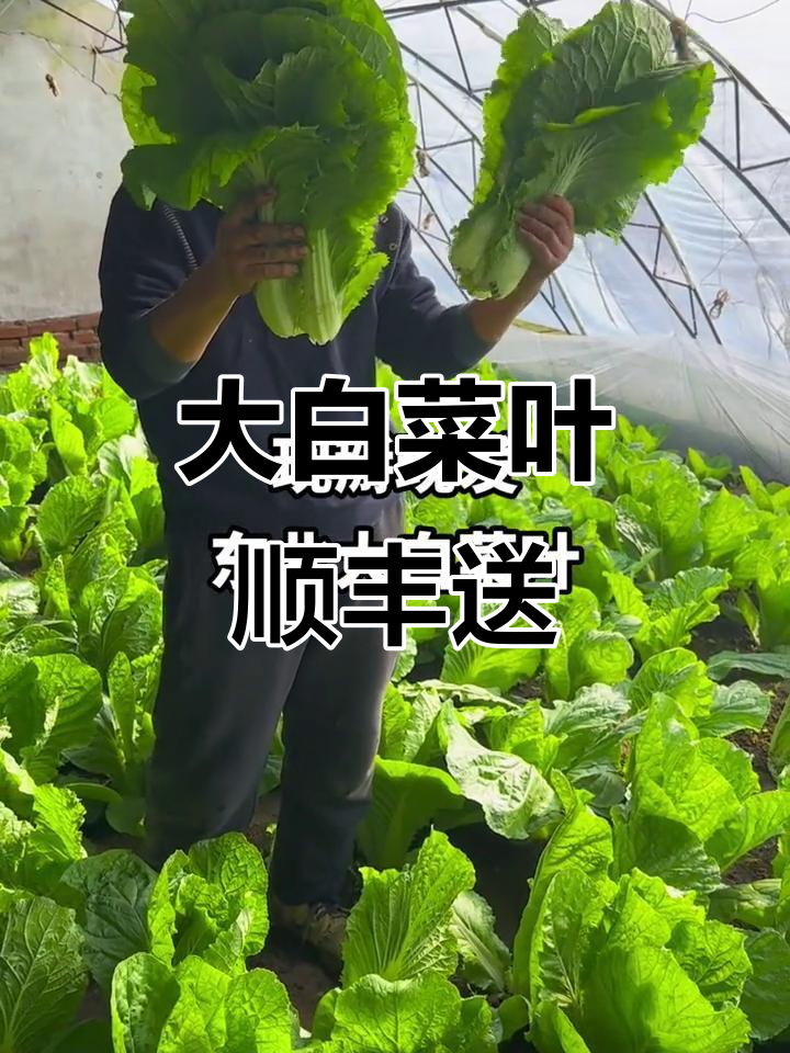 顺丰包邮东北大白菜叶,纯绿色无污染