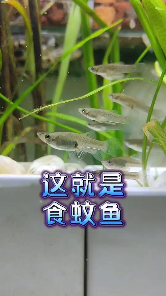 这就是食蚊鱼,不要把它当成鱼缸除油膜大师青鳉鱼,食蚊鱼是入侵能力相当恐怖的外来物种