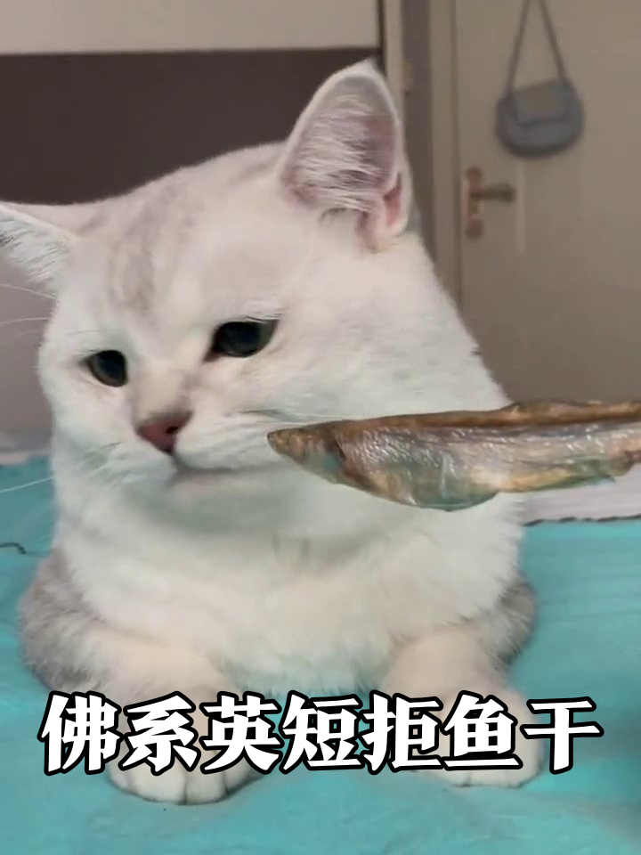 猫界佛系代表!小鱼干怼脸都不屑,起身竟是嫌挡路