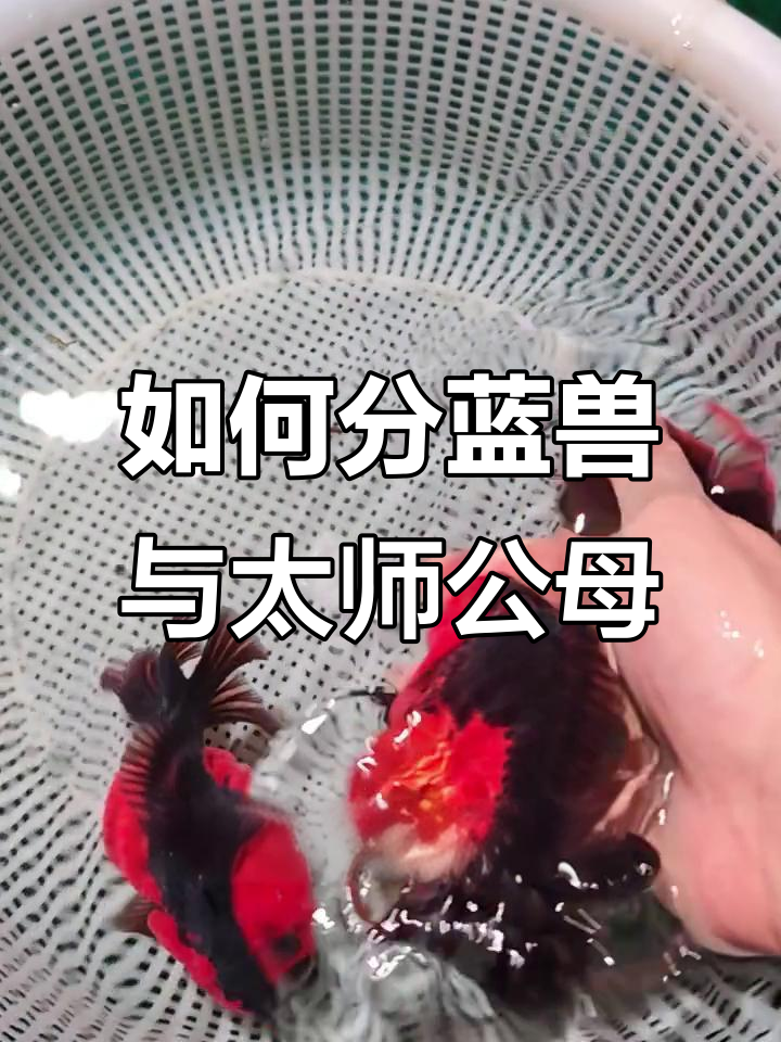 兰寿和泰狮公母分辨技巧,教你如何区分