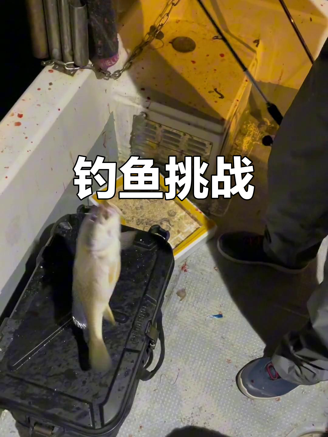 海钓夜战黄姑鱼,惊险连连!