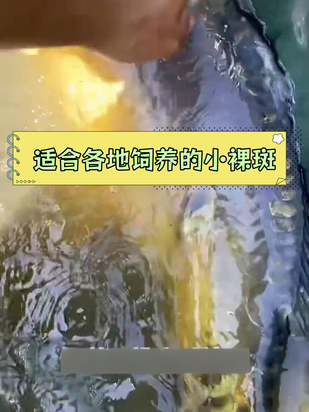 小裸斑鱼:杂食性鱼类,适应性强,养殖前景广阔