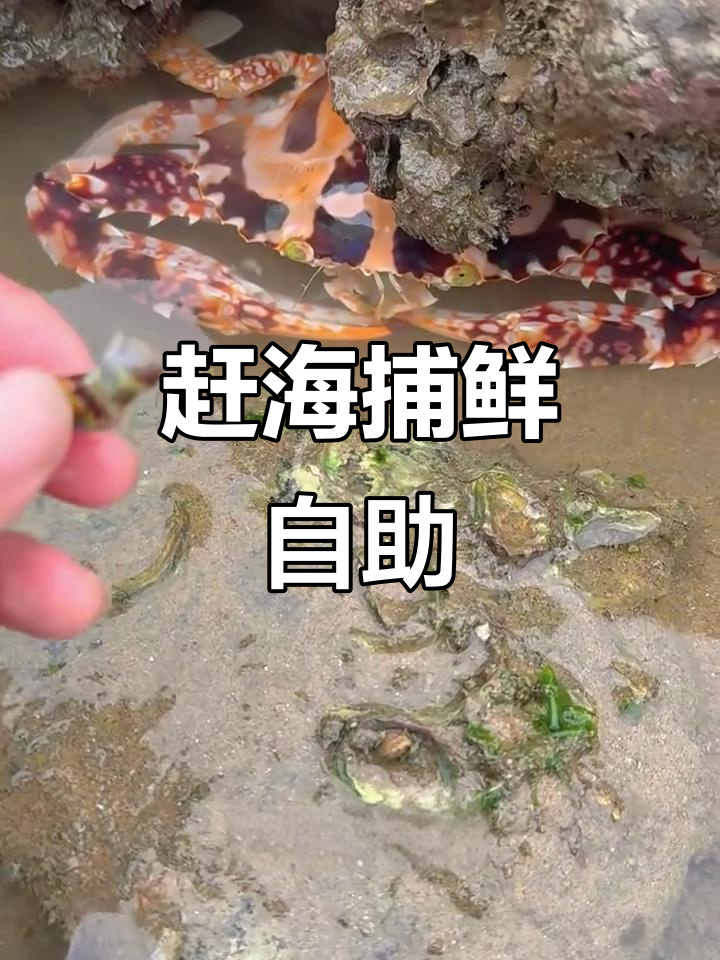 下海抓海鲜，现煮大餐！花蟹、虾子一网打尽