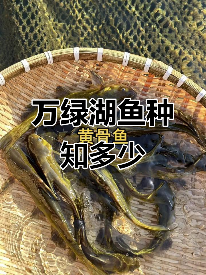 万绿湖鱼类大揭秘，你能认出几种？