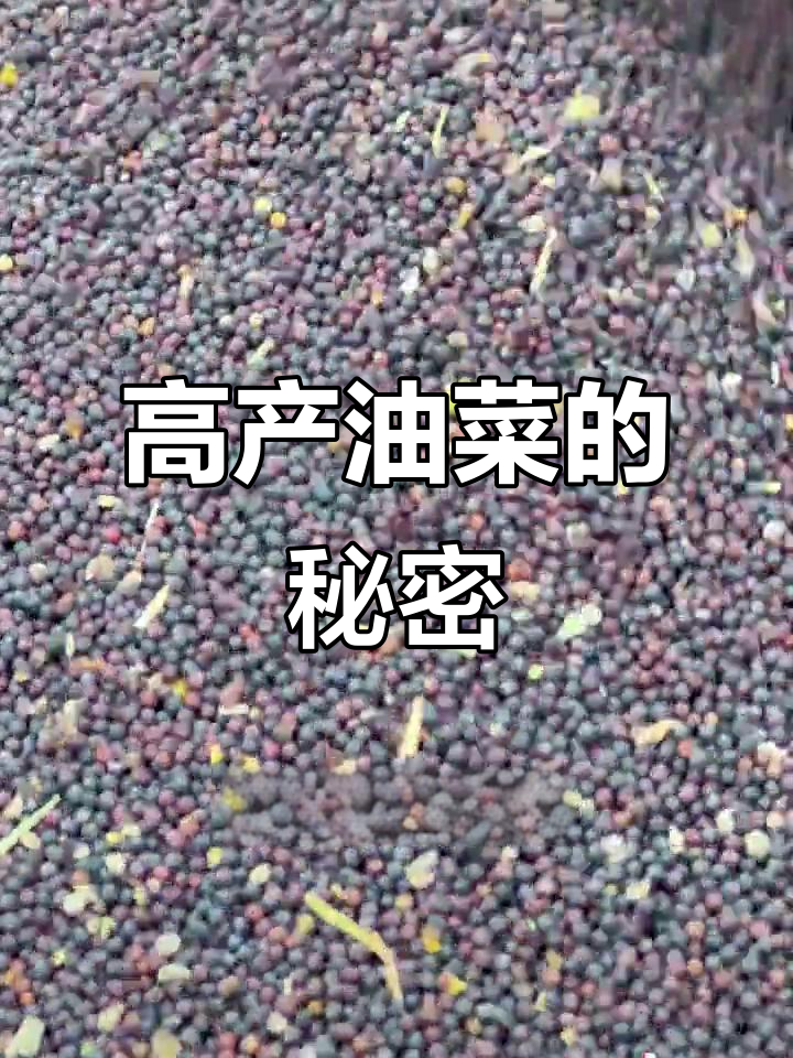 油菜籽粒饱满,果荚大又密,炸油金黄诱人