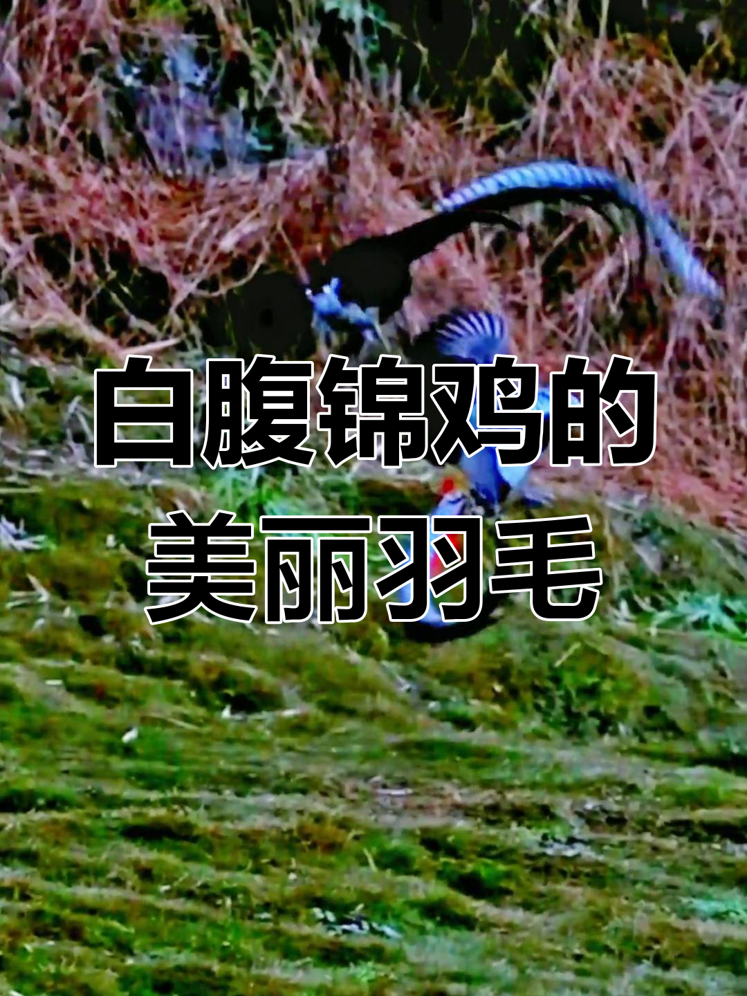 彩虹般艳丽的白腹锦鸡,长尾飞舞如梦似幻