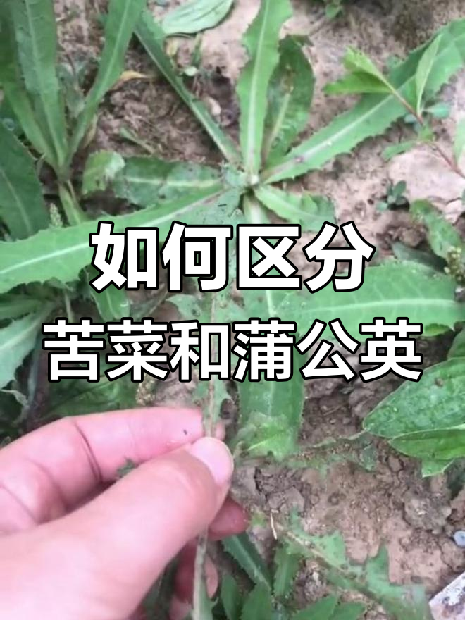 苦菜与蒲公英的区别解析