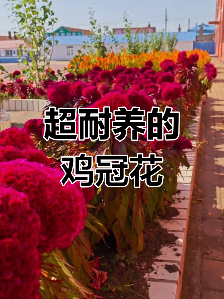 鸡冠花种子大揭秘,花期超长,值得种植!
