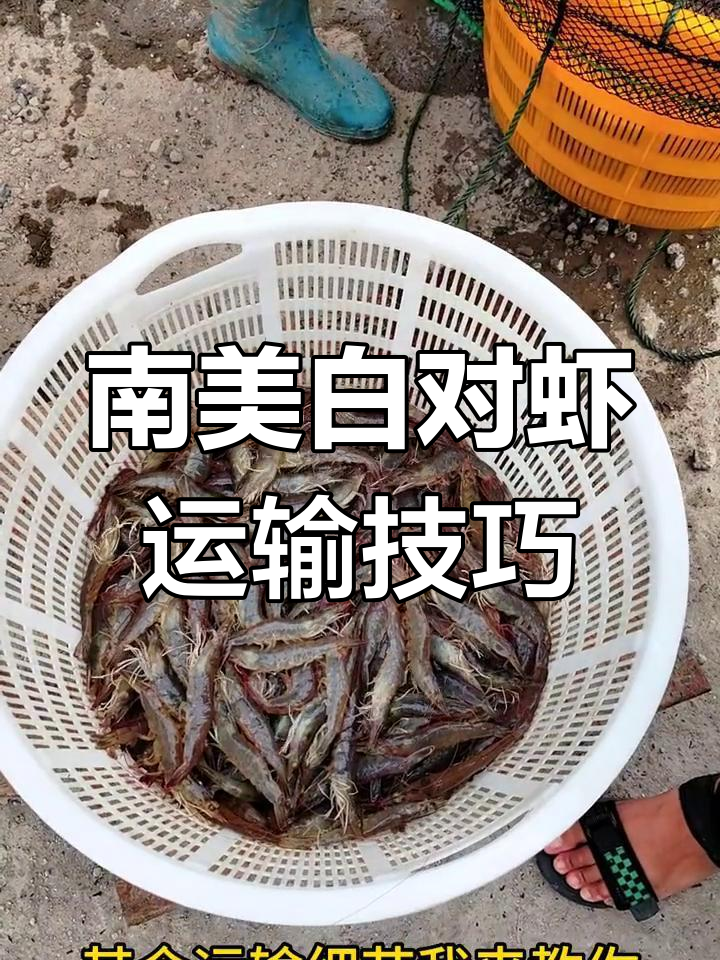 运输南美白对虾必备工具详解