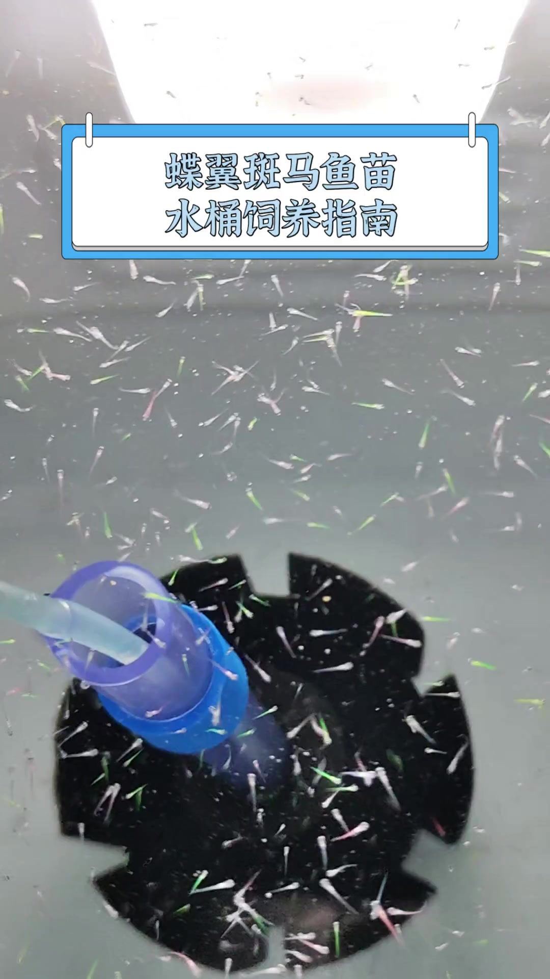 蝶翼斑马鱼苗,水桶饲养指南