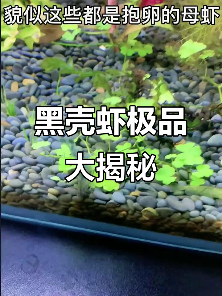 野采黑壳虾,发现极品蓝色与红色品种