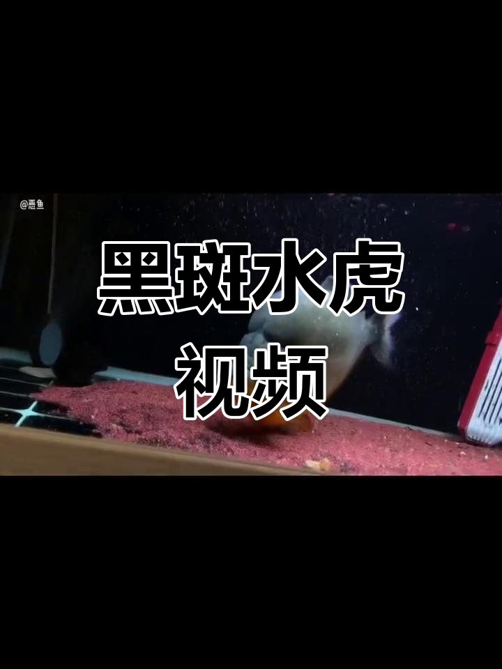 国内最大黑斑水虎鱼展示