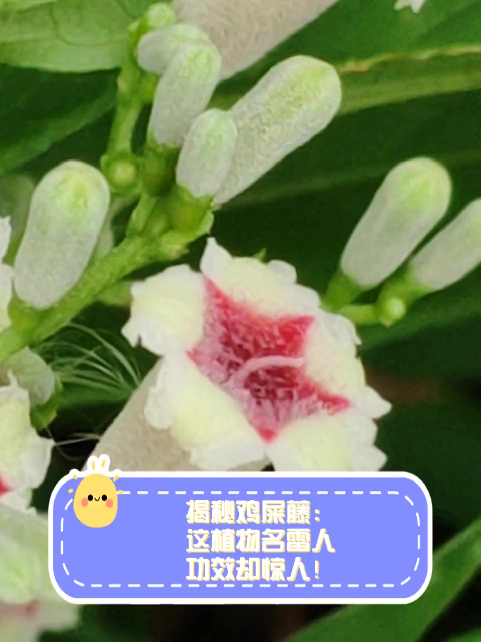 揭秘鸡屎藤:这植物名雷人,功效却惊人!