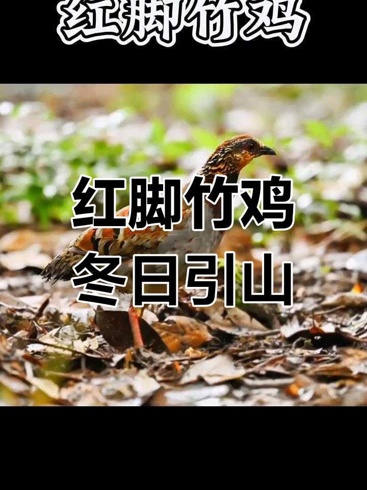 冬季山林必备:红脚竹鸡的独特魅力