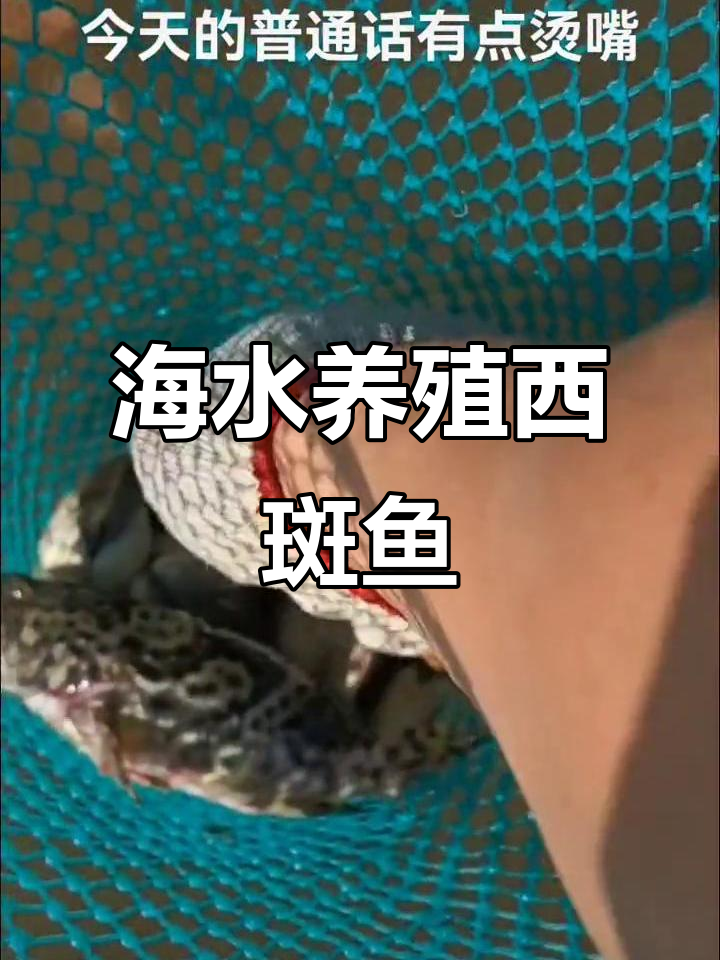 用海水养西斑鱼,煲汤更美味