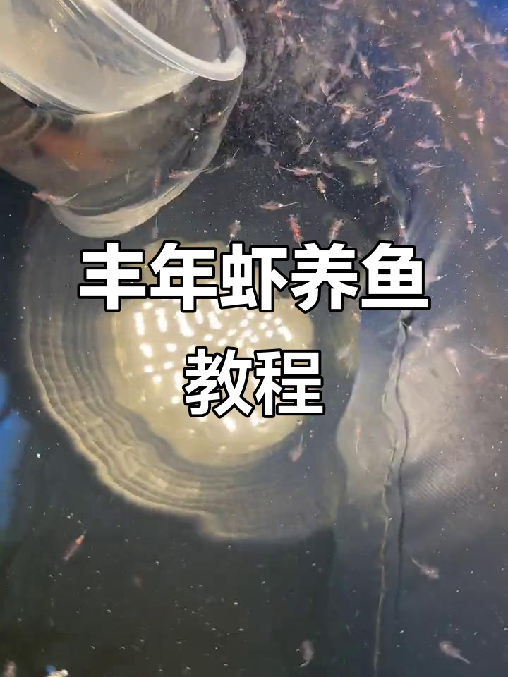 丰年虾成虫爆发,如何养殖与喂鱼技巧全揭秘