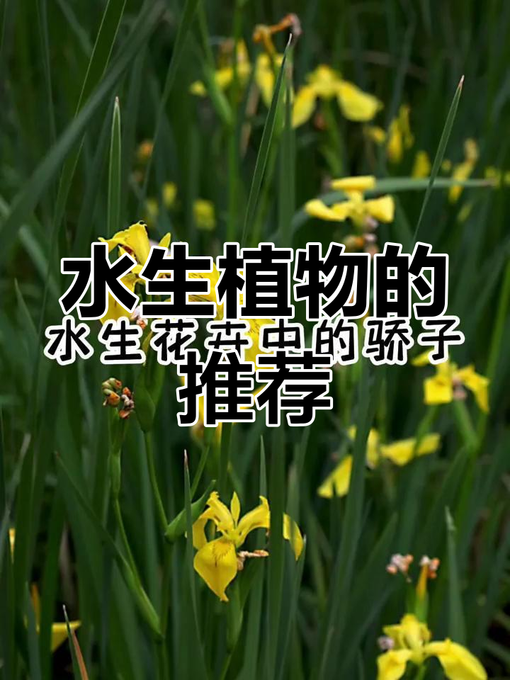 生态鱼池适合养哪些水生植物?
