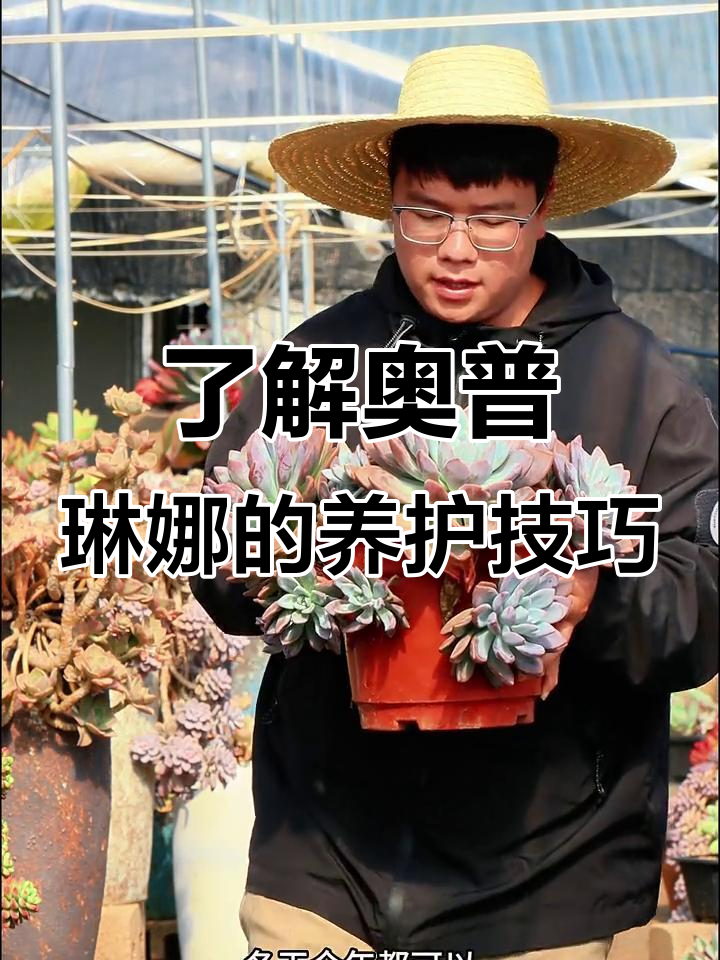 奥普琳娜:粉蓝色多肉植物养护全攻略