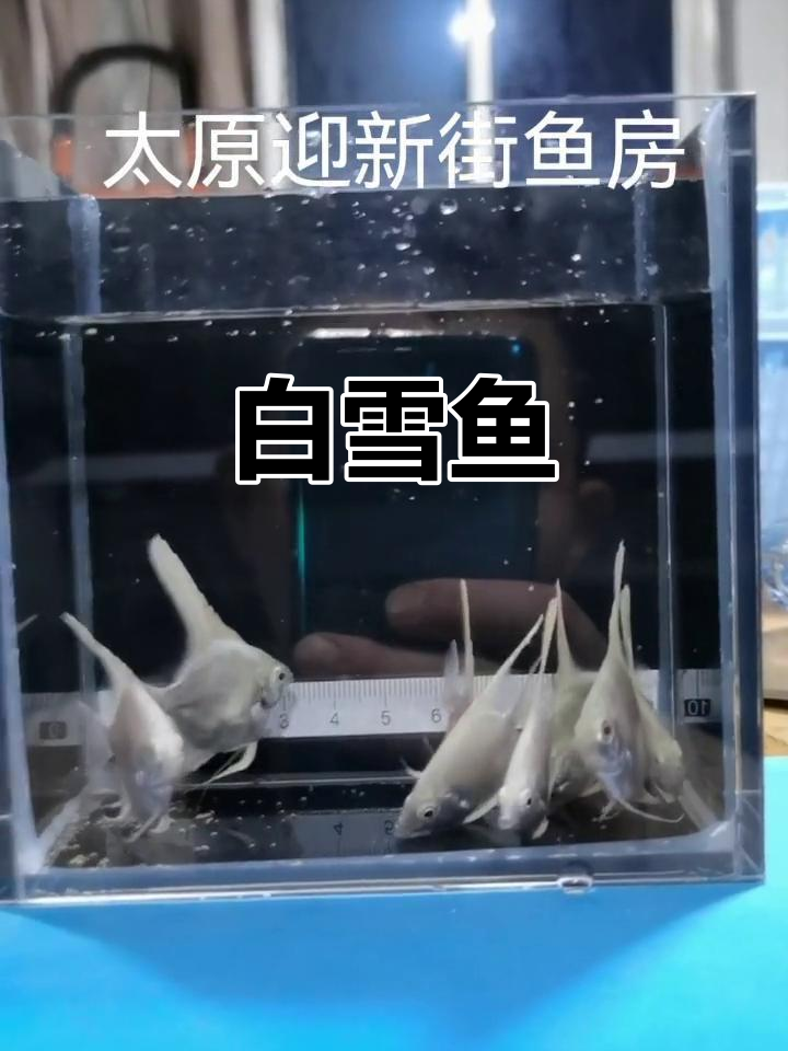 雪燕鱼,纯白无瑕,健康易养,适合新手
