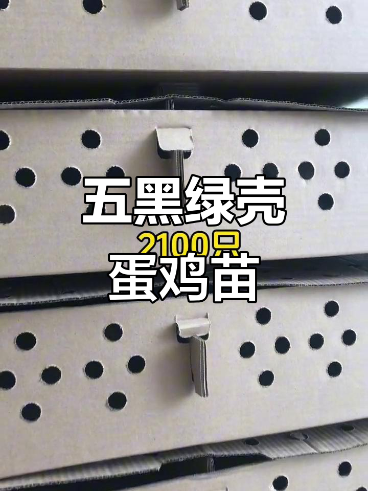 2100只五黑绿壳蛋鸡苗,优质源头厂家发货