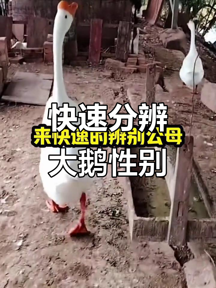 一秒钟分辨大鹅公母,羽毛特征轻松辨别