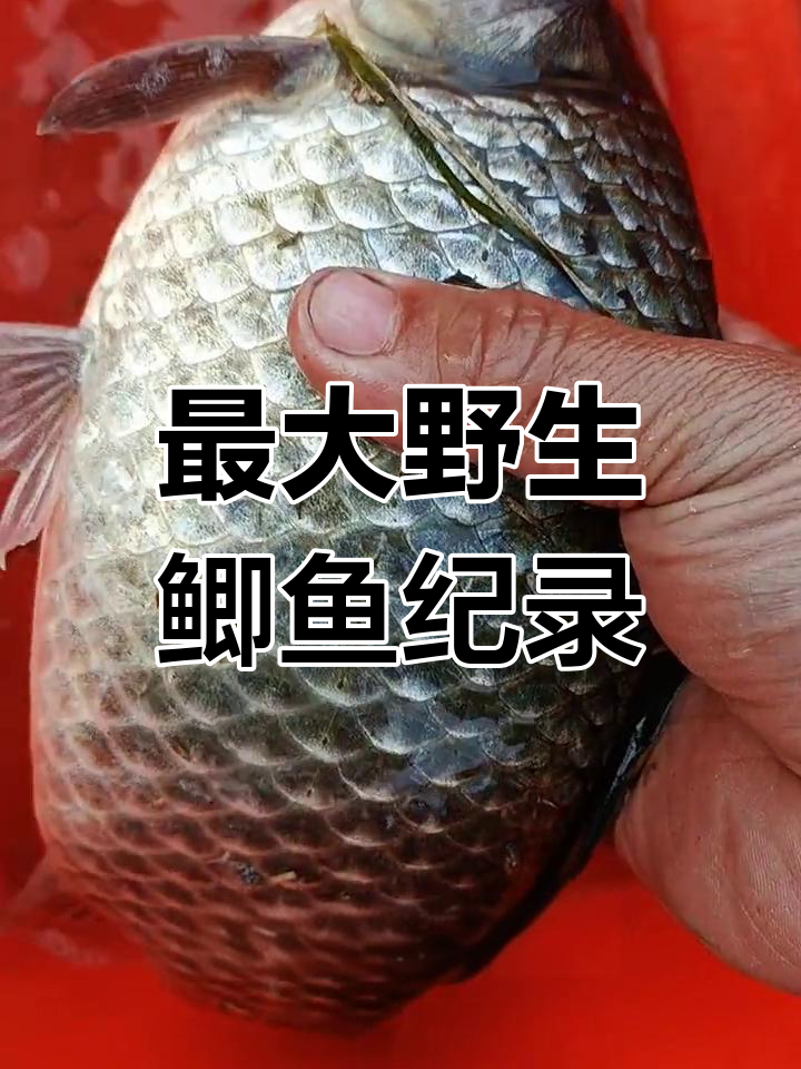 野生鲫鱼能长多大?
