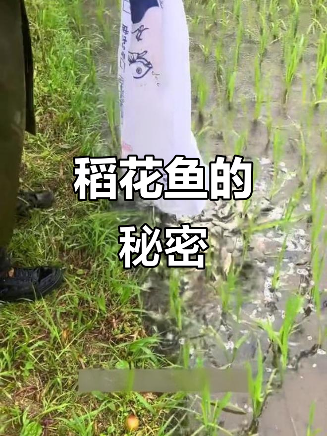 稻田养鱼,助力水稻生长与害虫防治
