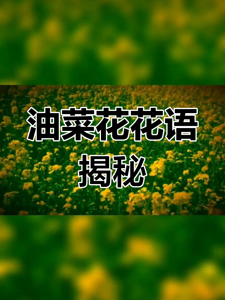 油菜花的花语与寓意,传递正能量