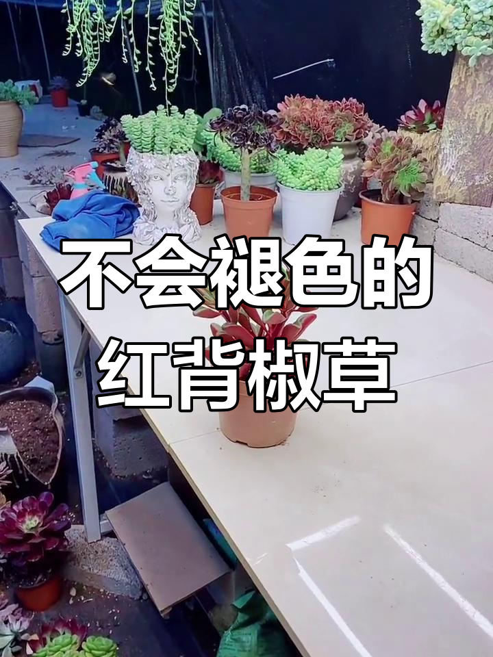 红背椒草:辣椒形状的多肉植物,颜色永不褪变