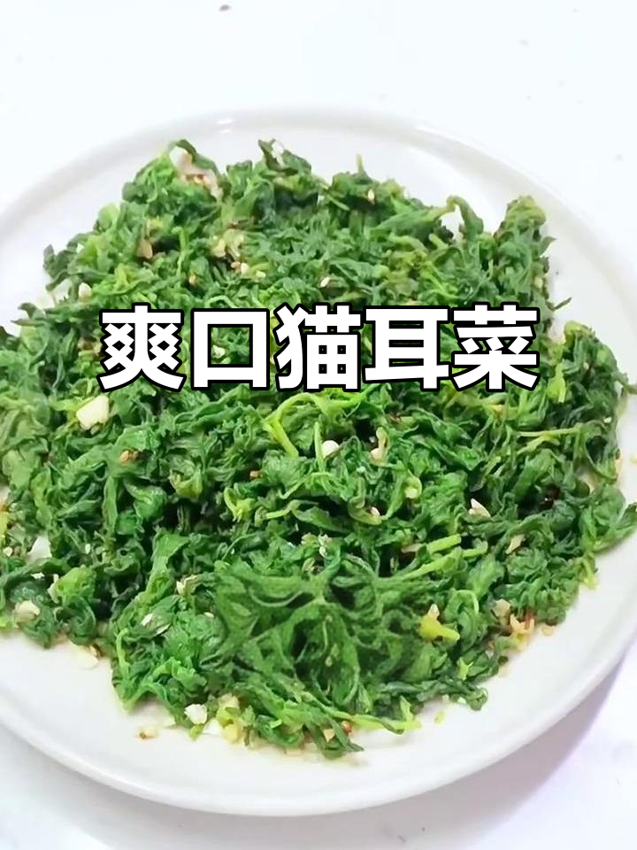 凉拌猫耳菜,简单又美味