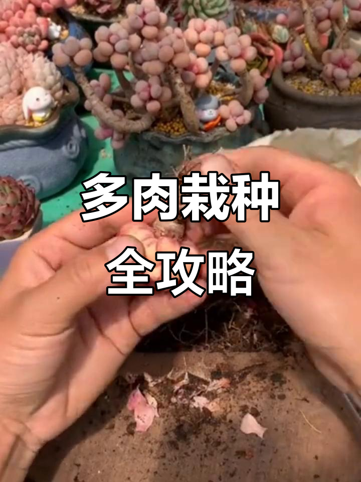 如何正确修根上盆,网购多肉种植技巧大公开