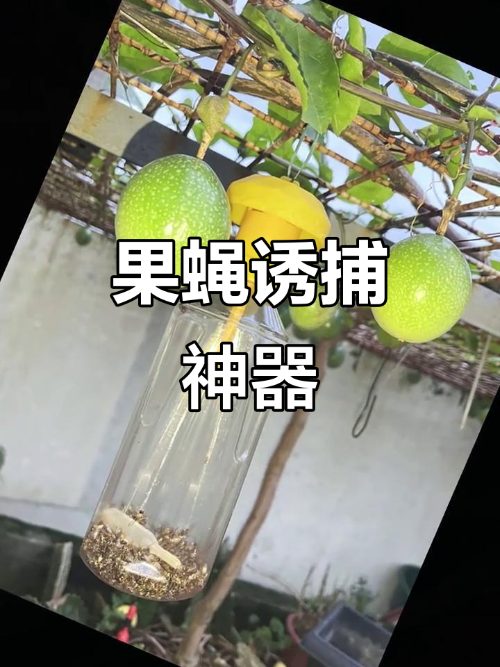 矿泉水瓶自制果蝇诱捕器,简单高效又耐用