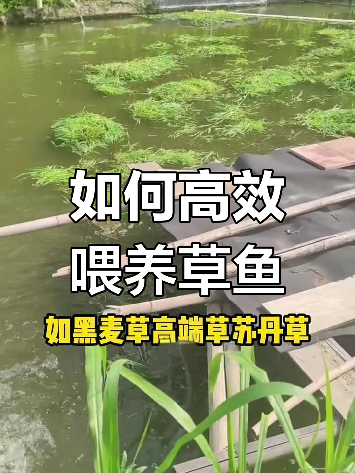 草鱼吃什么草最合适?掌握最佳喂食时机