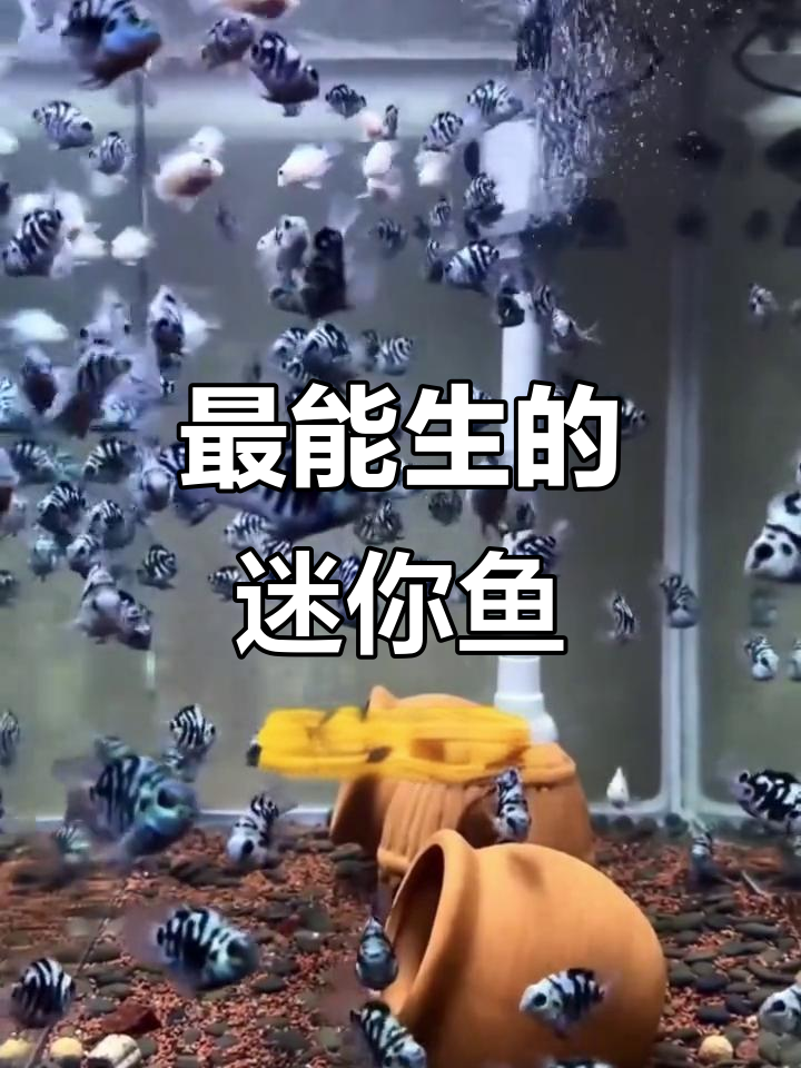 鱼缸里最能生的小型观赏鱼,轻松养出小鱼群