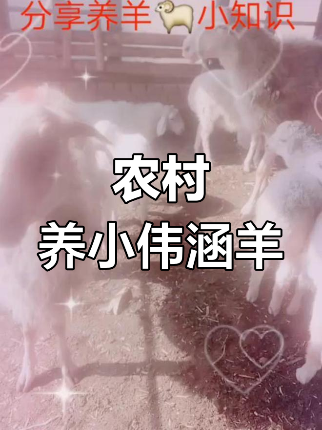 小伟涵羊:山东济宁菏泽的致富之路,耐性强、高产高效