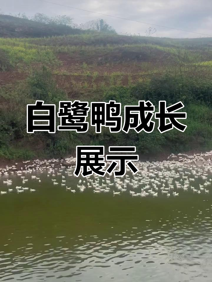 白鹭鸭生态养殖全纪录