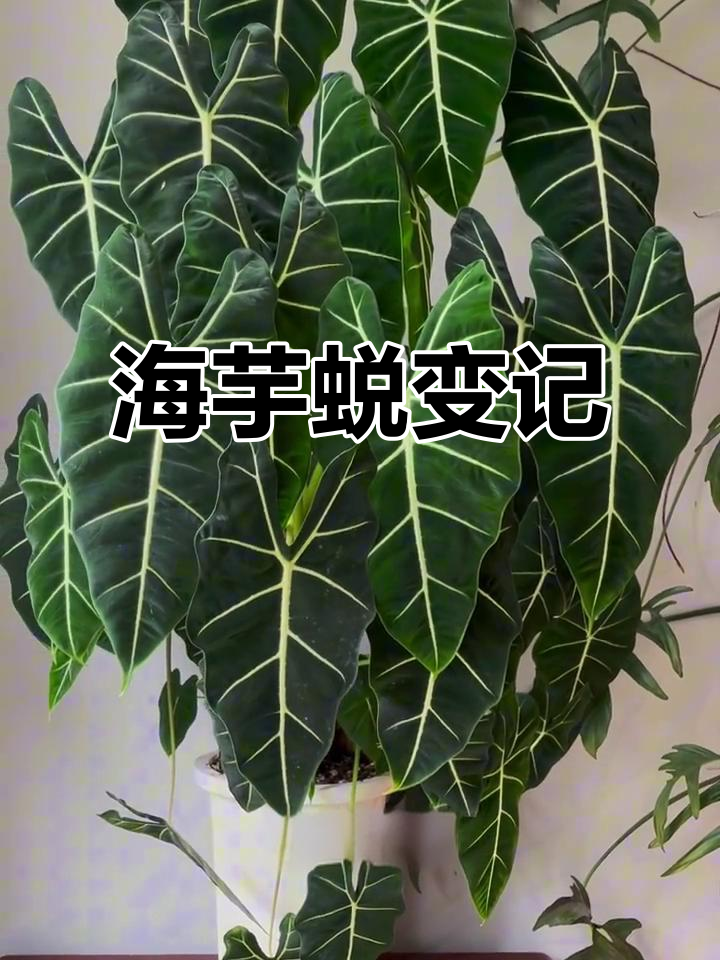 6月绿鹅重生,剪叶杀虫后焕新颜