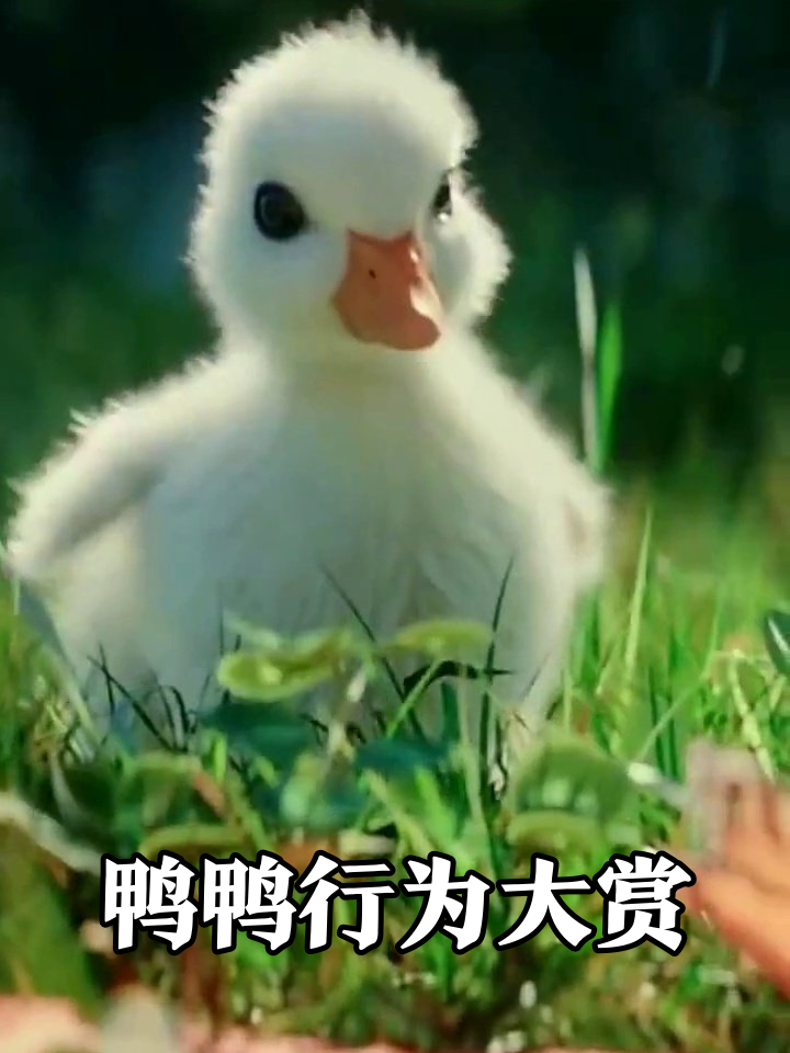 小鸭子成精了！蹦迪学pose还刹不住车，每帧都是表情包