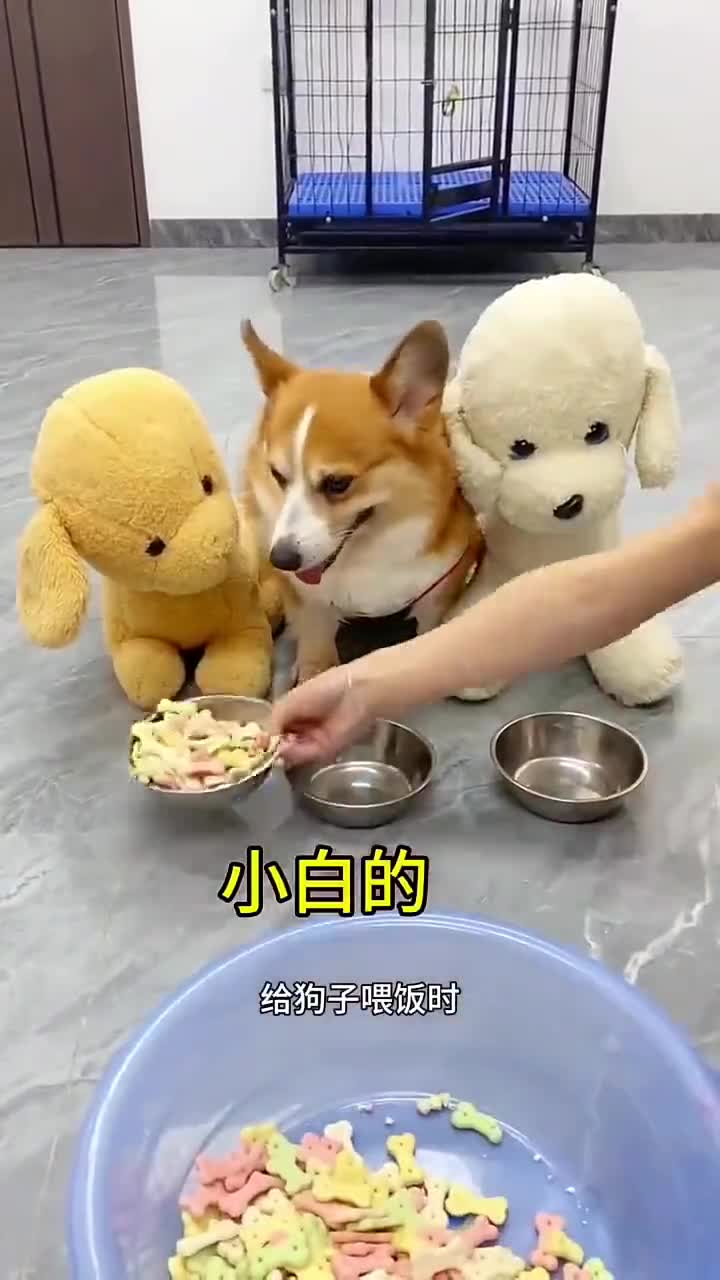 狗子分口粮觉得不公平 萌宠日常