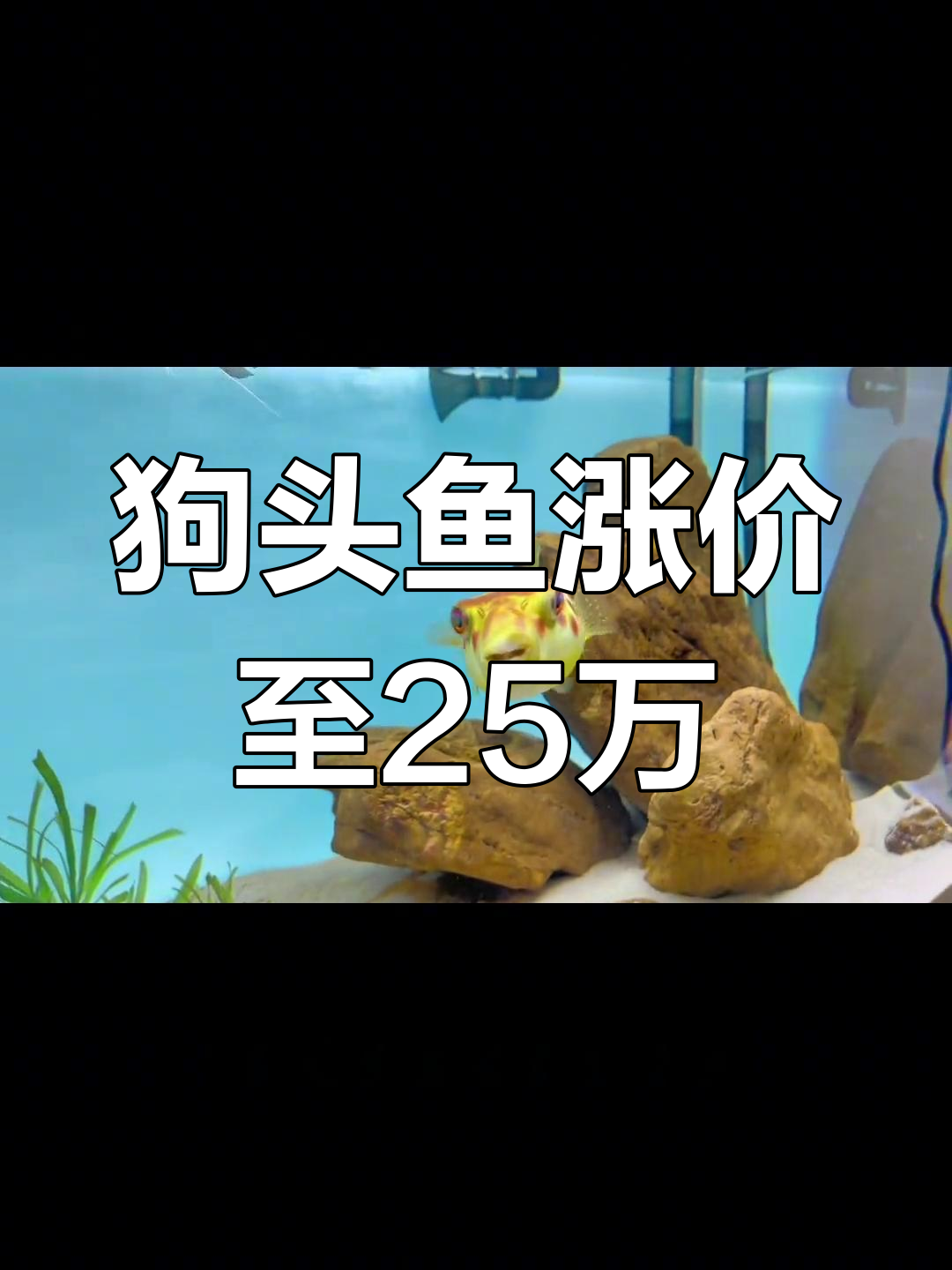 奈及利亚红圆点狗头鱼价格走高