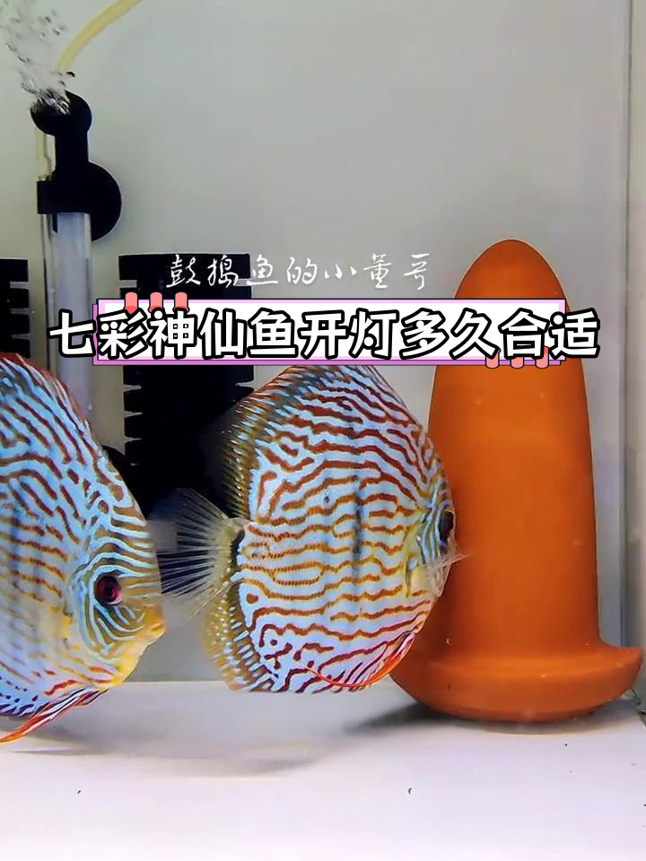 七彩神仙鱼开灯时间揭秘:是否需要24小时照明?