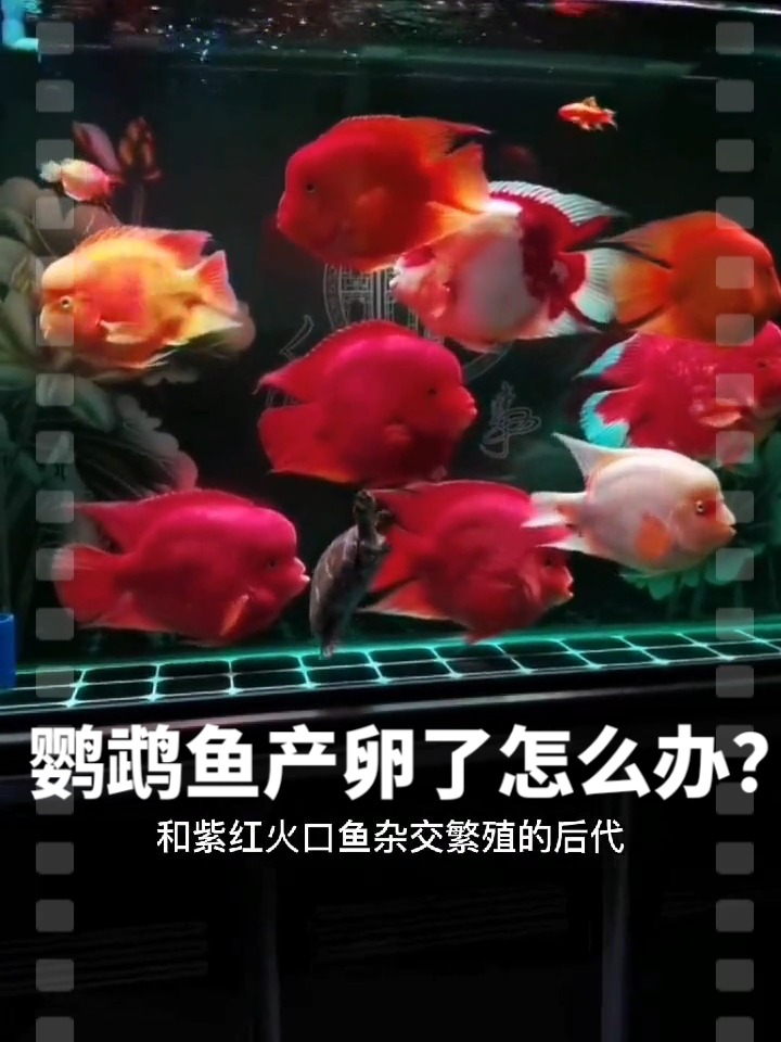 鹦鹉鱼产卵了怎么办?