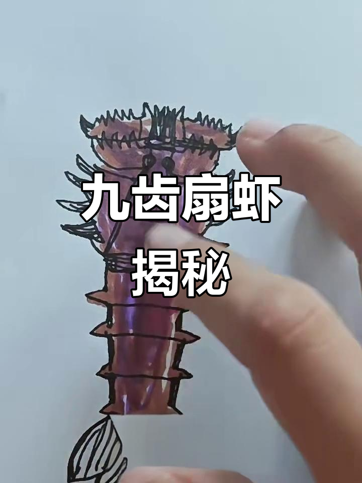 九齿扇虾:龙虾的禁情吃,逃生方式超有趣
