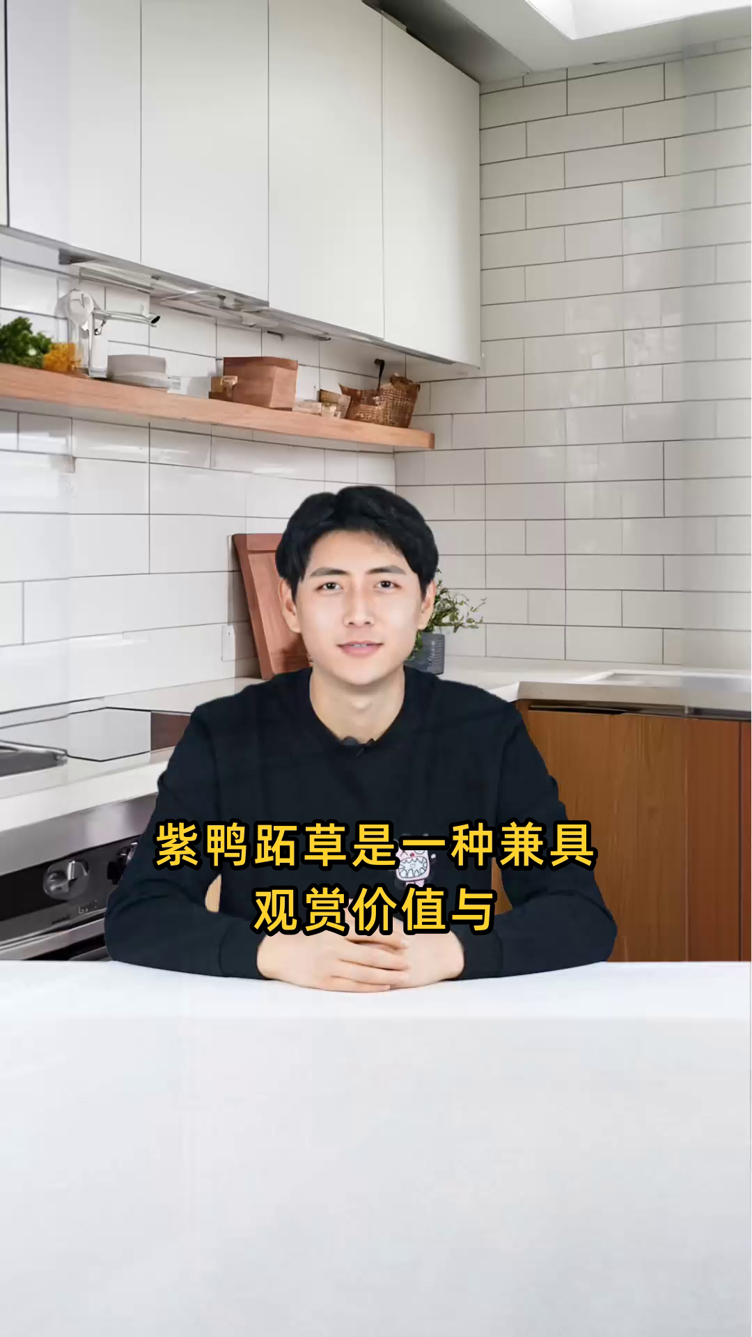 紫鸭拓草的相关信息,包括特点、生长环境及养护方法等