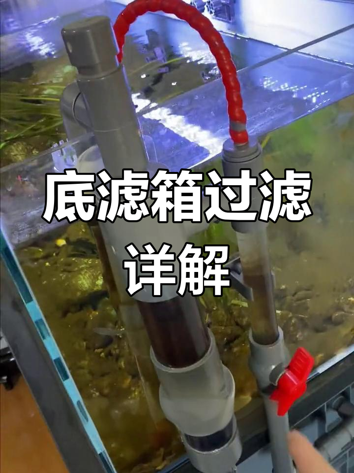 底滤箱过滤原理与滤材摆放技巧,打造清澈鱼缸水