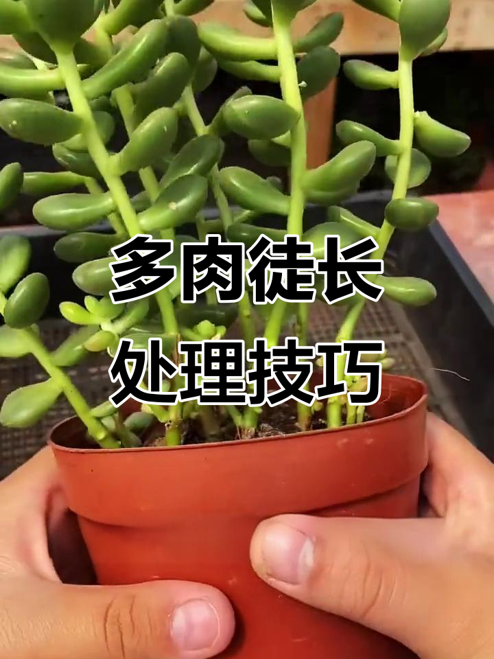 多肉植物徒长怎么办?教你从根部修剪,打造更美观的造型